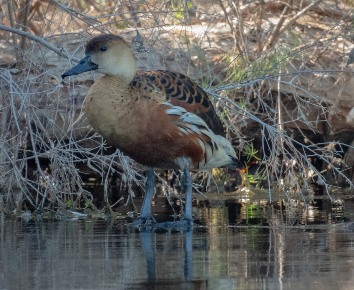 Wandering Whistling-Duck - ML646506364