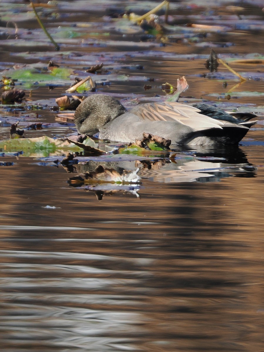 Boz Ördek - ML646506365