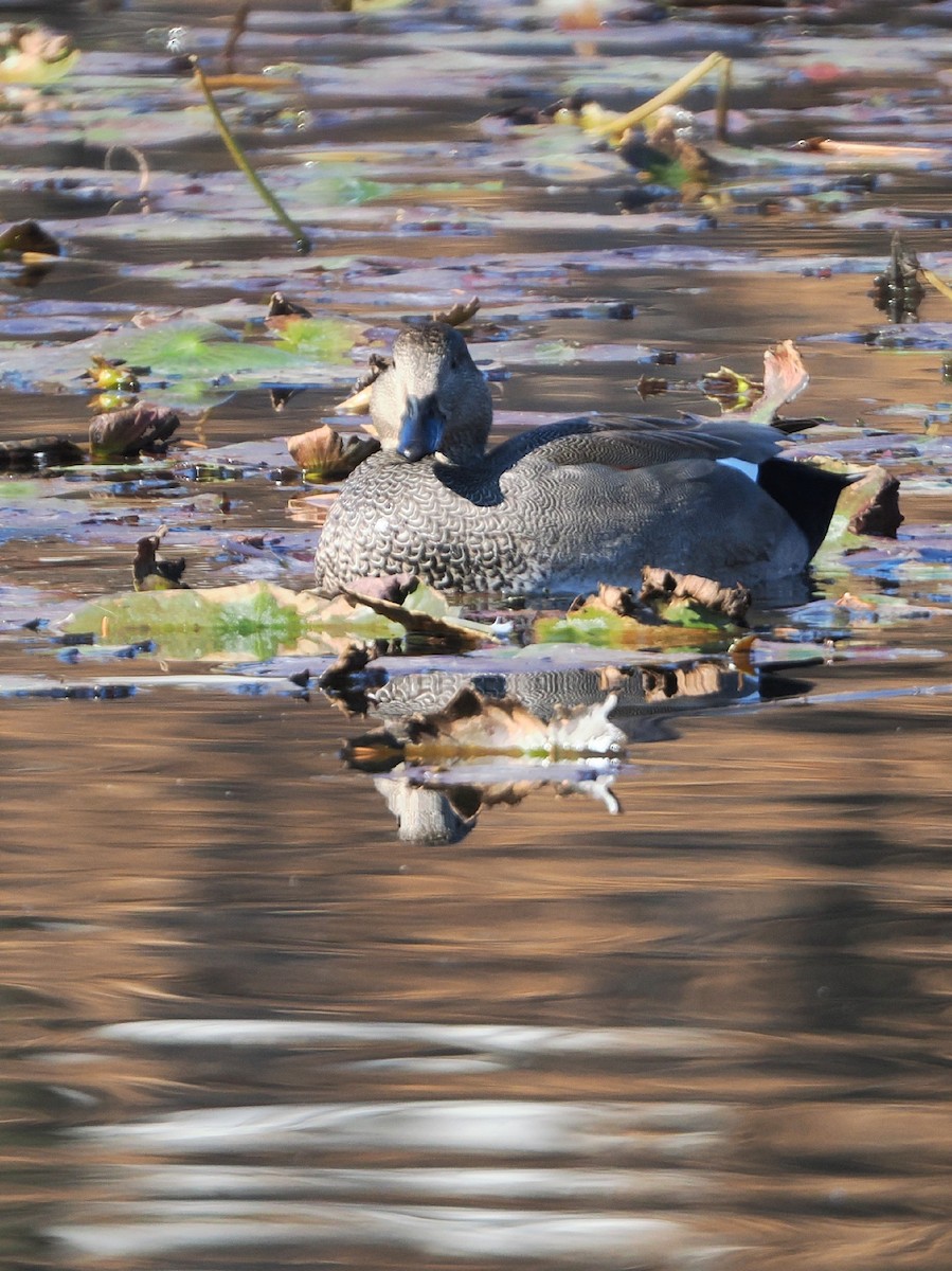 Boz Ördek - ML646506366