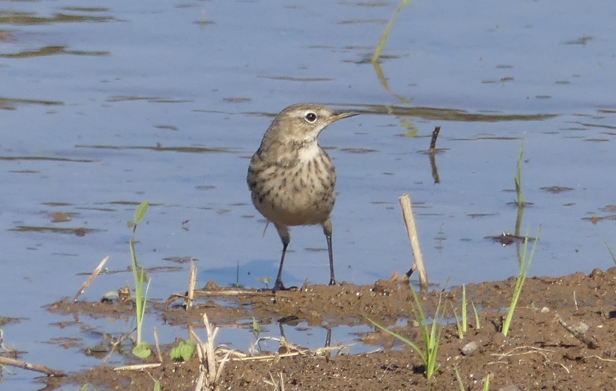 Water Pipit (Caucasian) - ML646506369