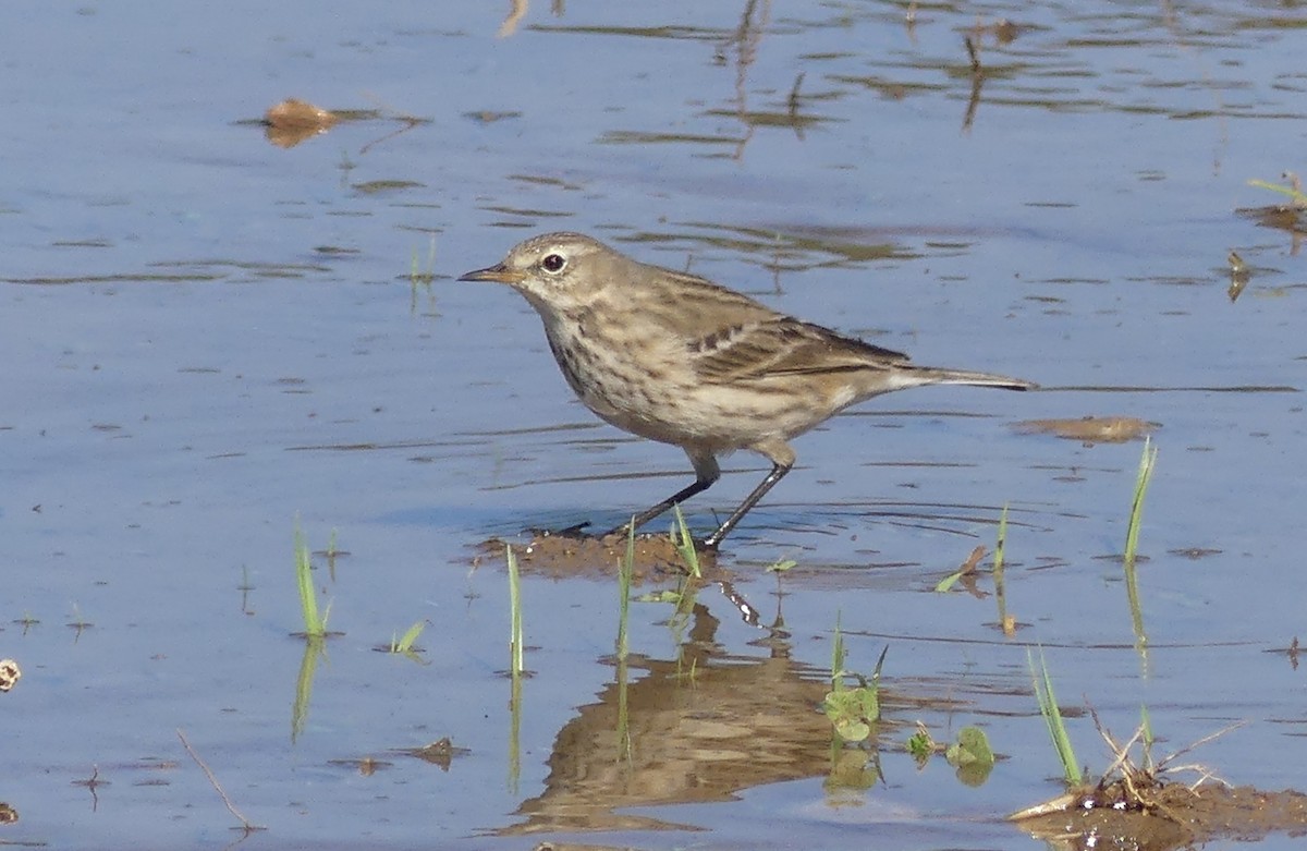 Water Pipit (Caucasian) - ML646506370