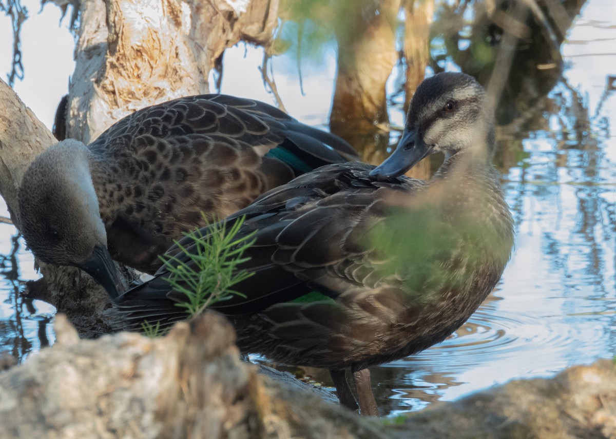 Pacific Black Duck x Gray Teal (hybrid) - ML646506373