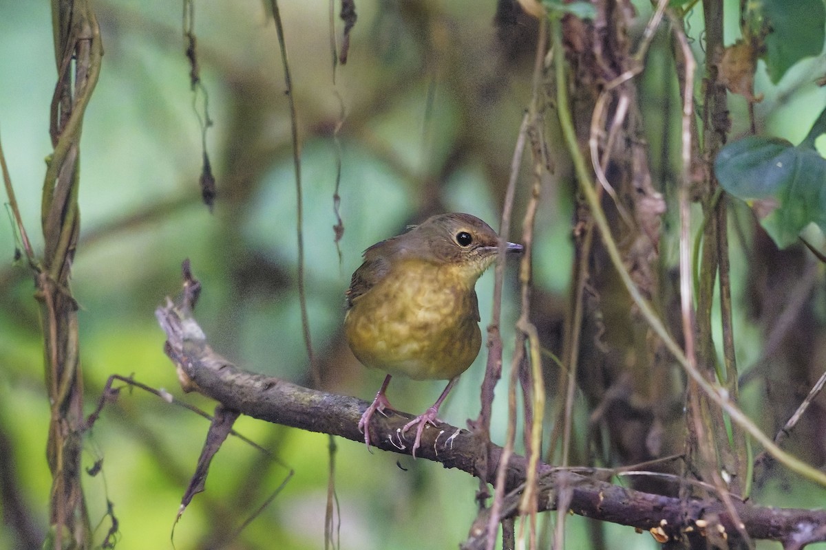 Indian Blue Robin - ML646506379