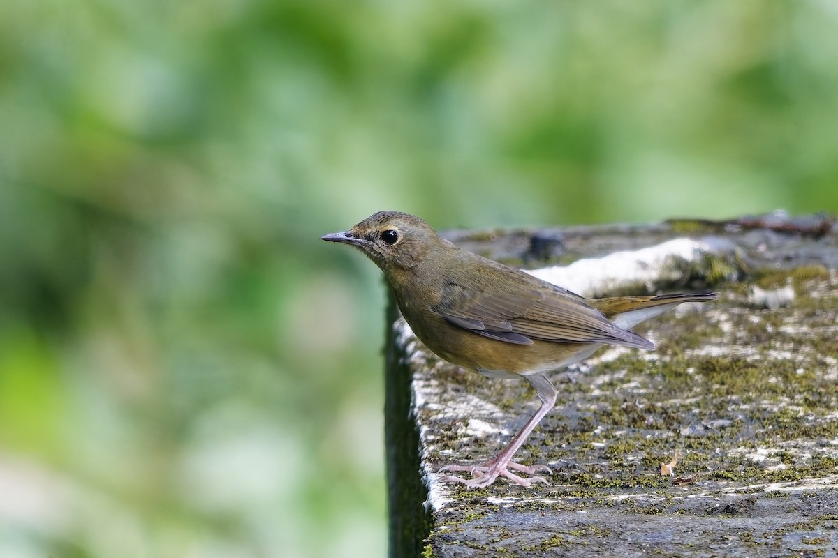 Indian Blue Robin - ML646506380