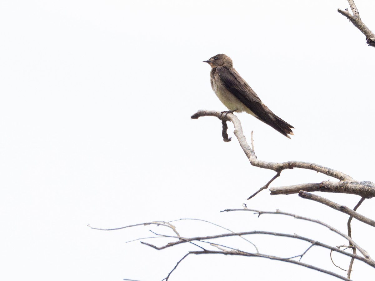 Southern Rough-winged Swallow - ML646506396