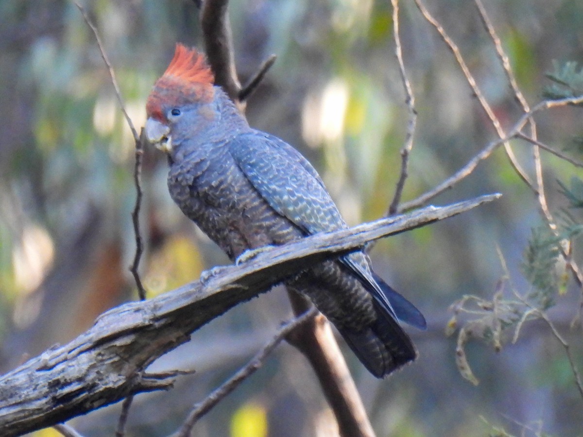 Gang-gang Cockatoo - ML646506401