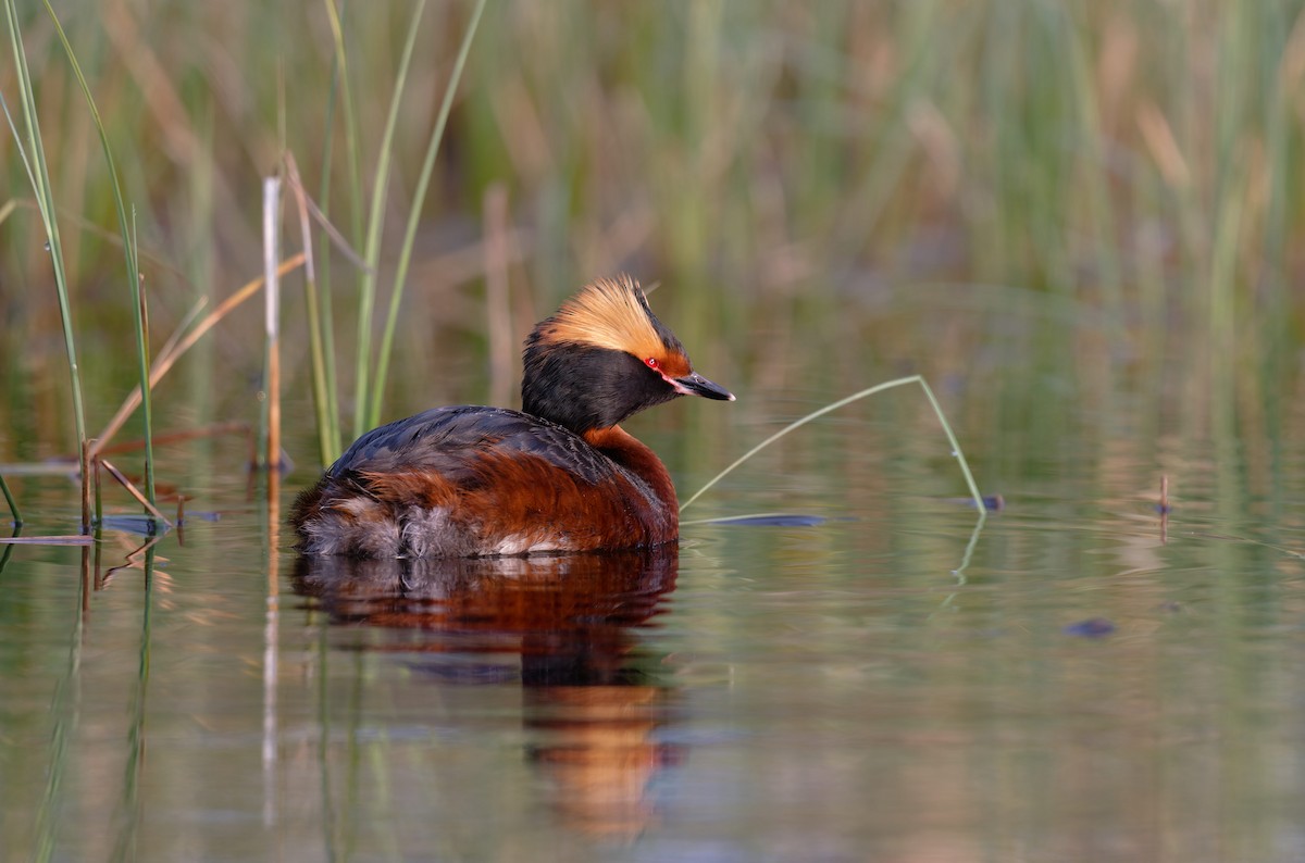 Horned Grebe - ML646506402