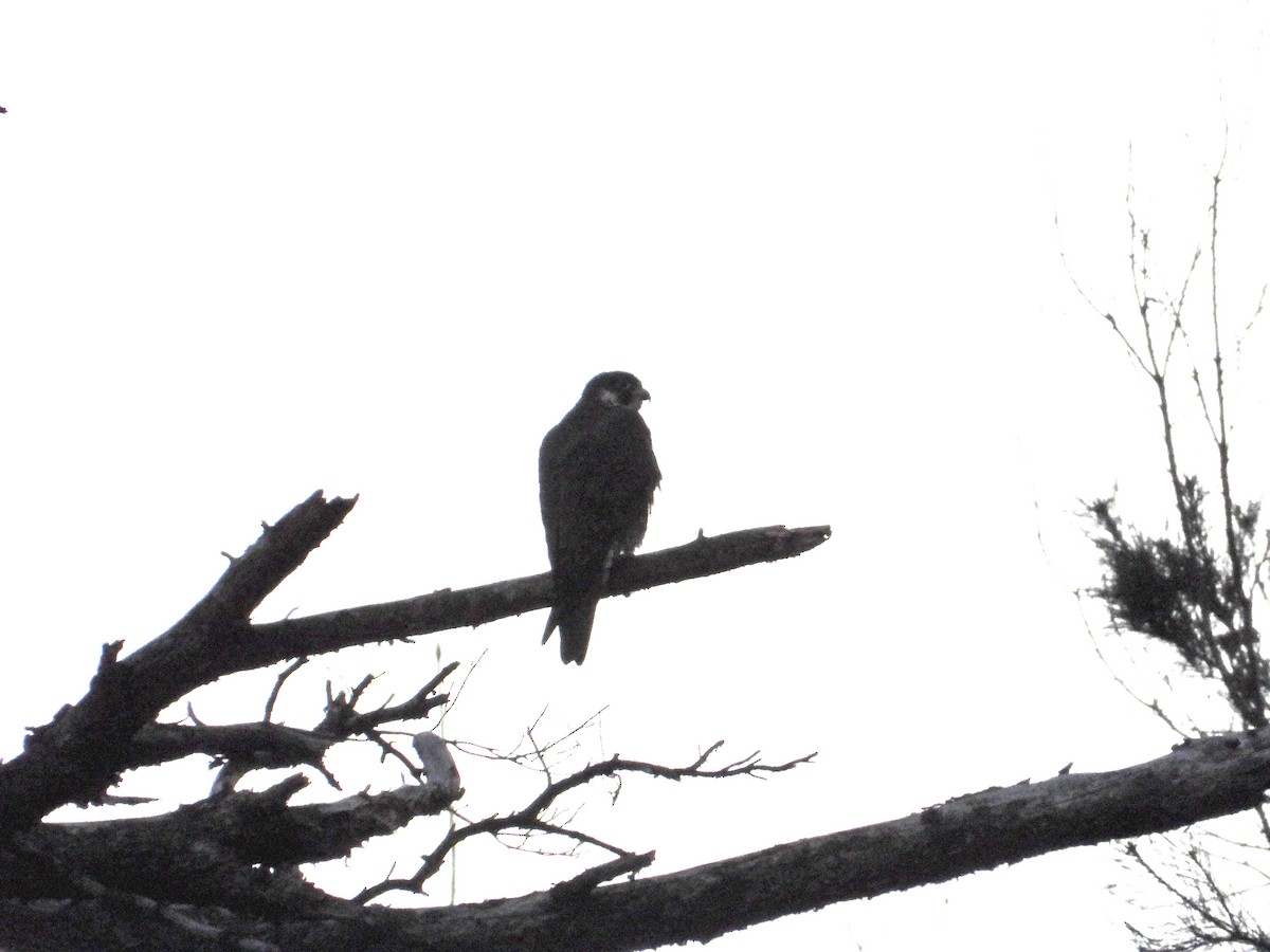 hawk sp. - ML646506403