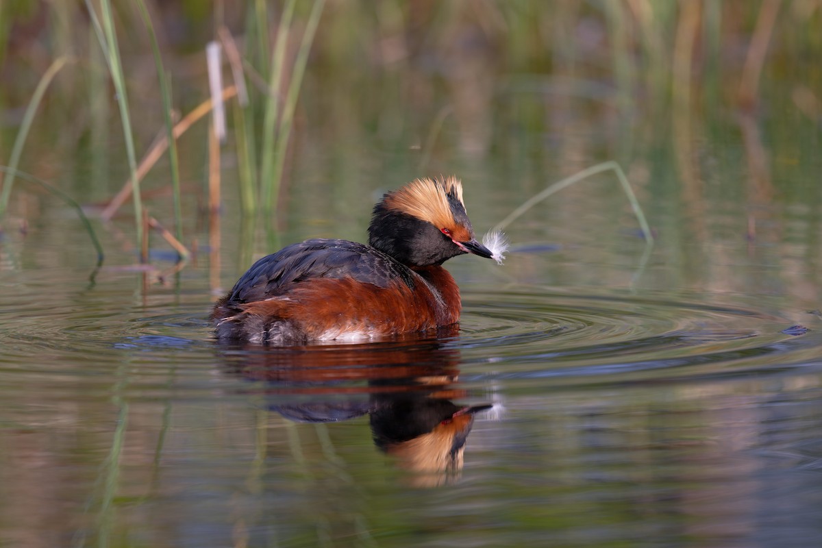 Horned Grebe - ML646506404