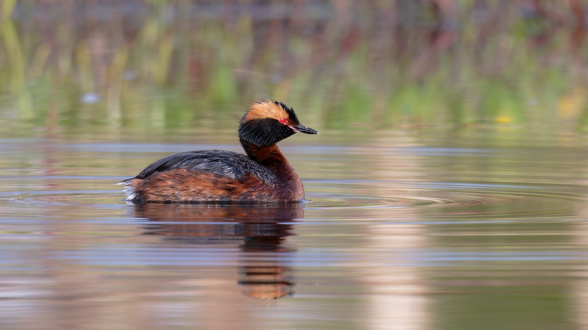 Horned Grebe - ML646506410