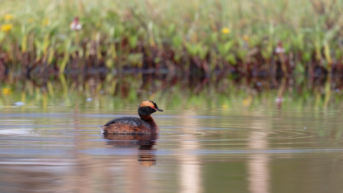 Horned Grebe - ML646506411