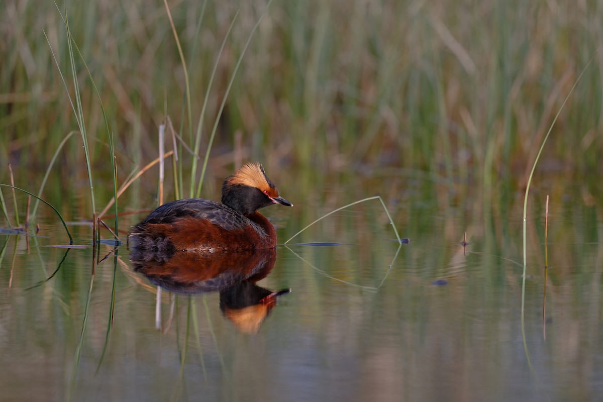Horned Grebe - ML646506412