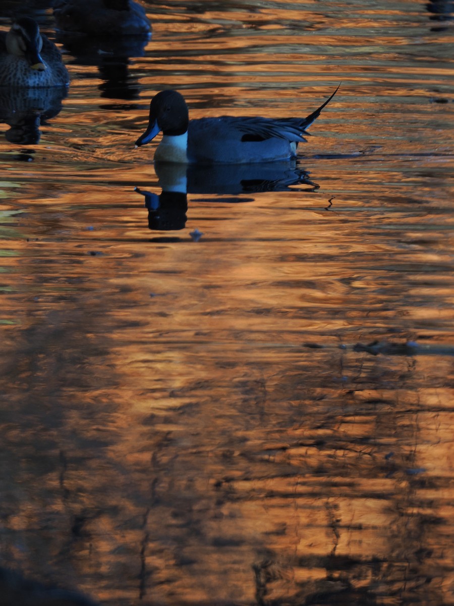 Northern Pintail - ML646506413