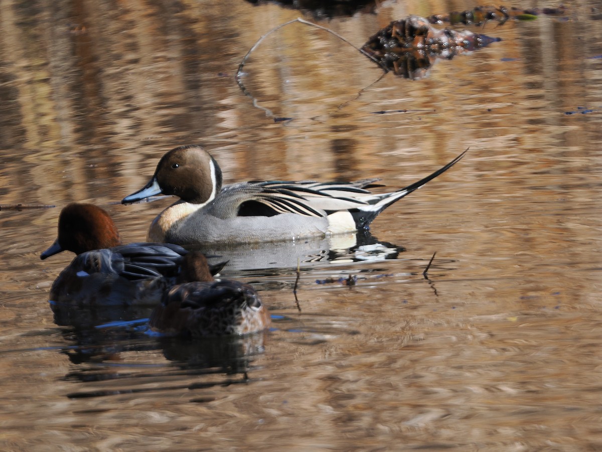 Northern Pintail - ML646506414