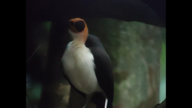 Гологолов західний - ML646506415