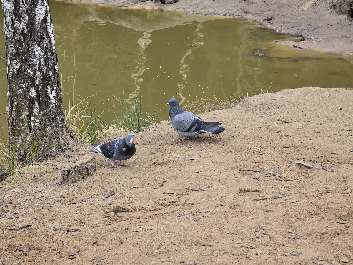 Pigeon biset (forme domestique) - ML646506416