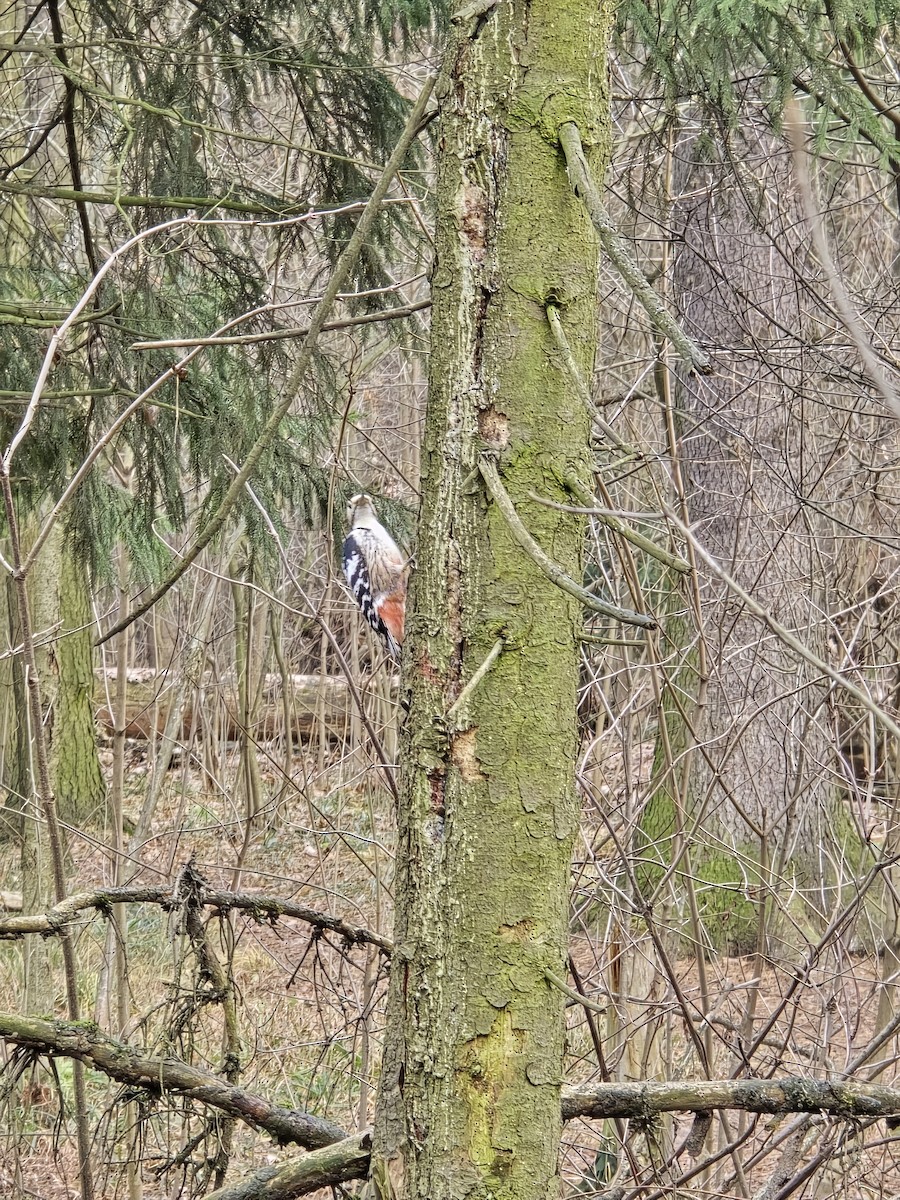 Pic à dos blanc - ML646506425