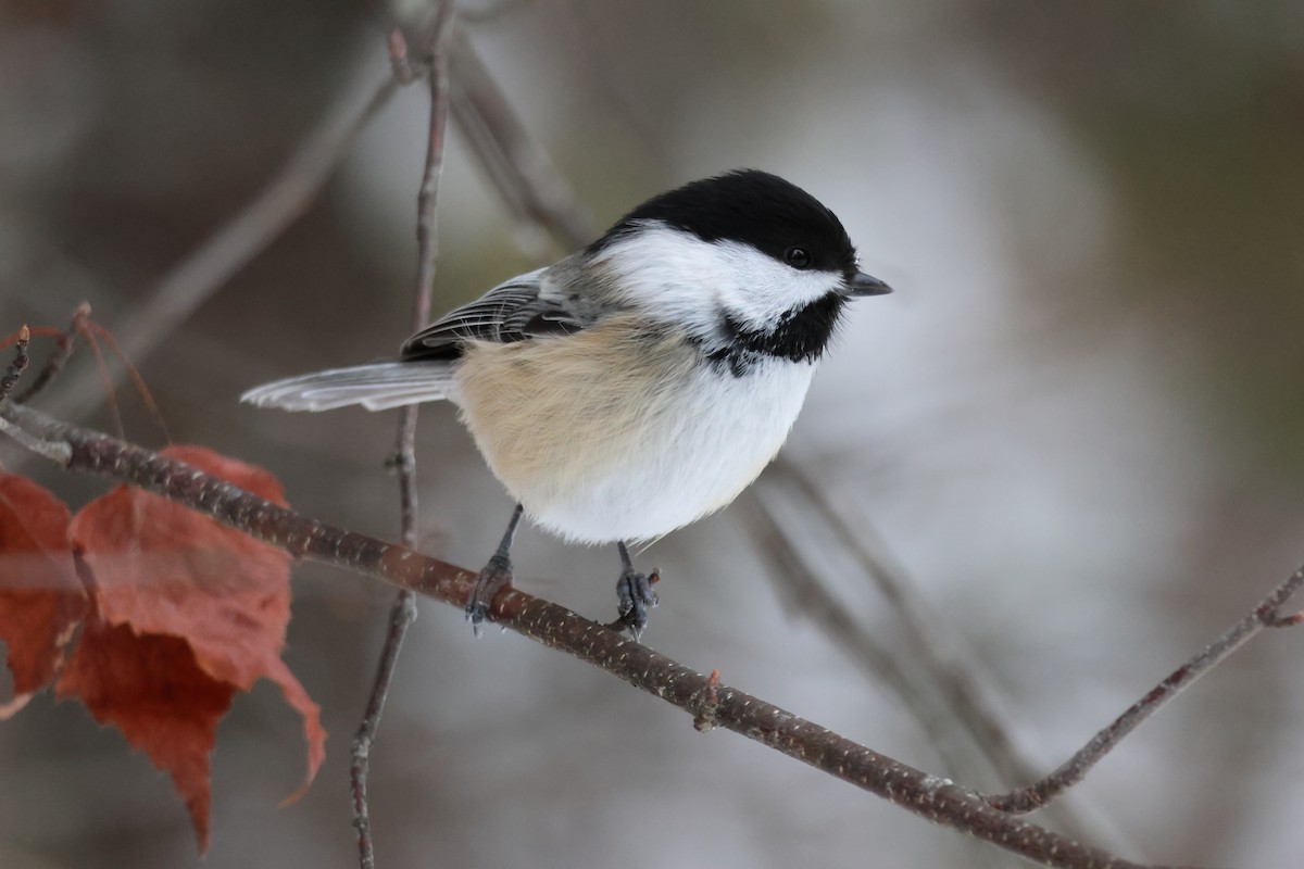 Black-capped Chickadee - ML646506426