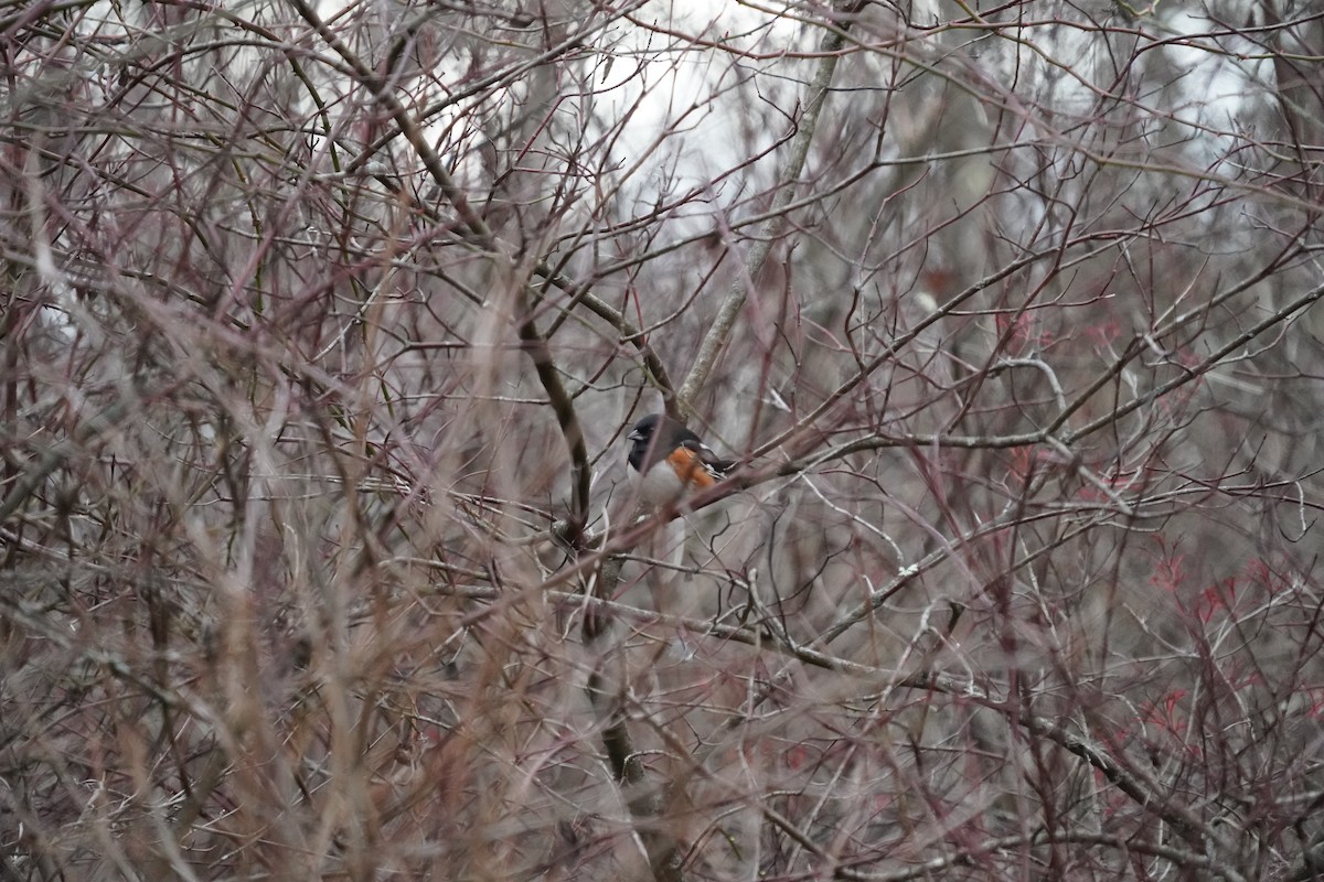 טואי אדום-עין - ML646506427