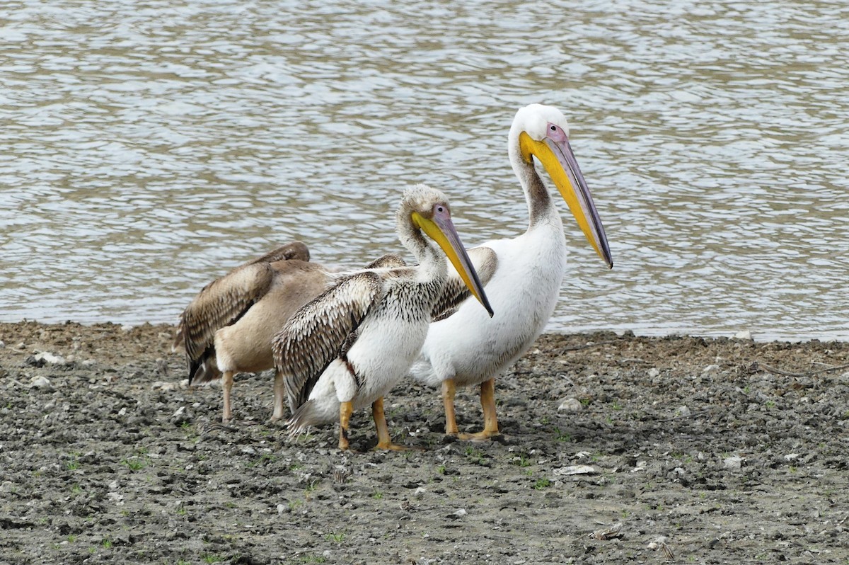Great White Pelican - ML646506436