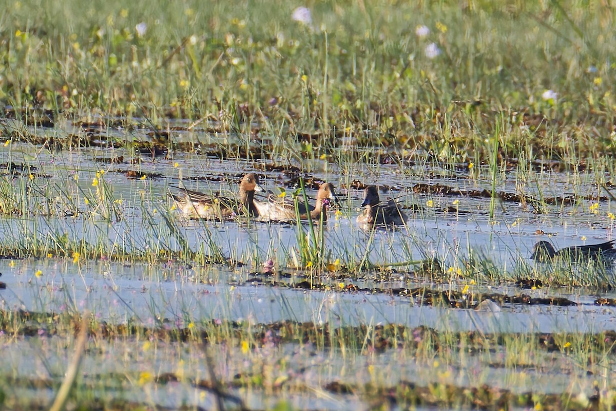 Silbón Europeo - ML646506440