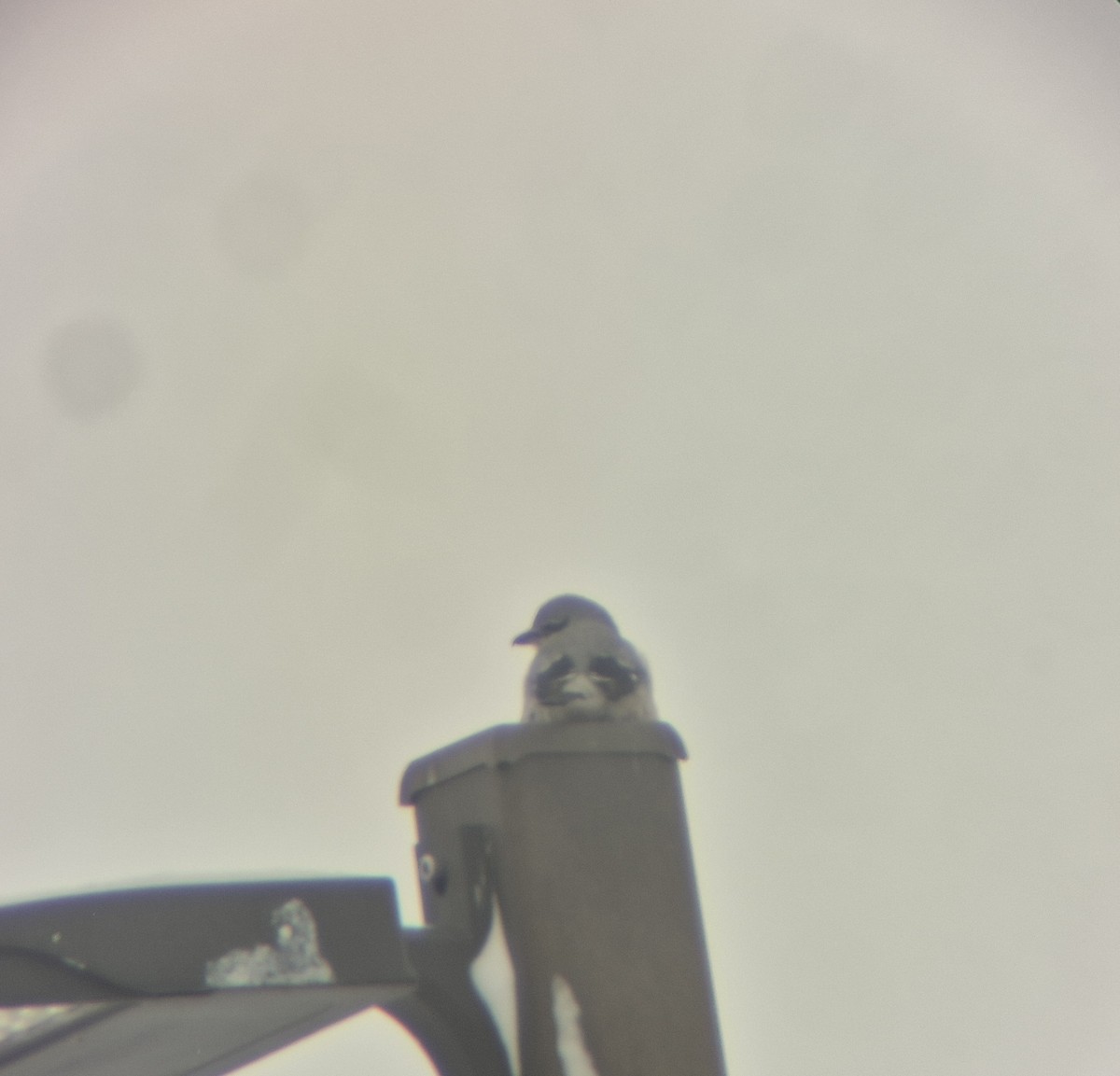 Northern Shrike - ML646506442