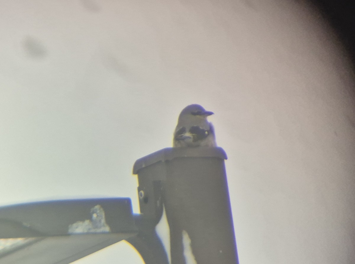 Northern Shrike - ML646506443