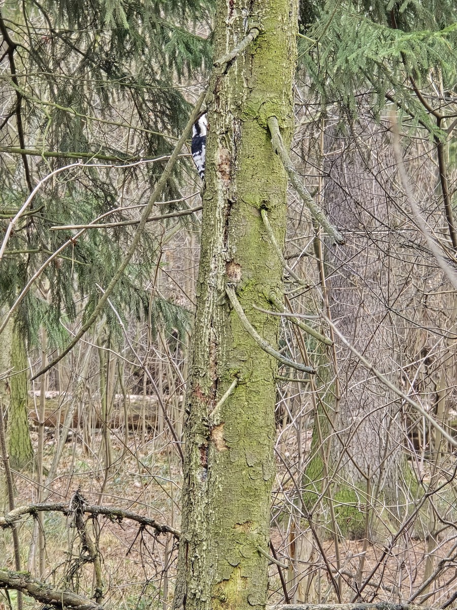 Pic à dos blanc - ML646506445