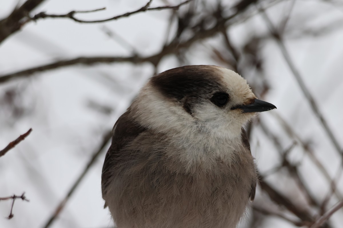 Canada Jay - ML646506448
