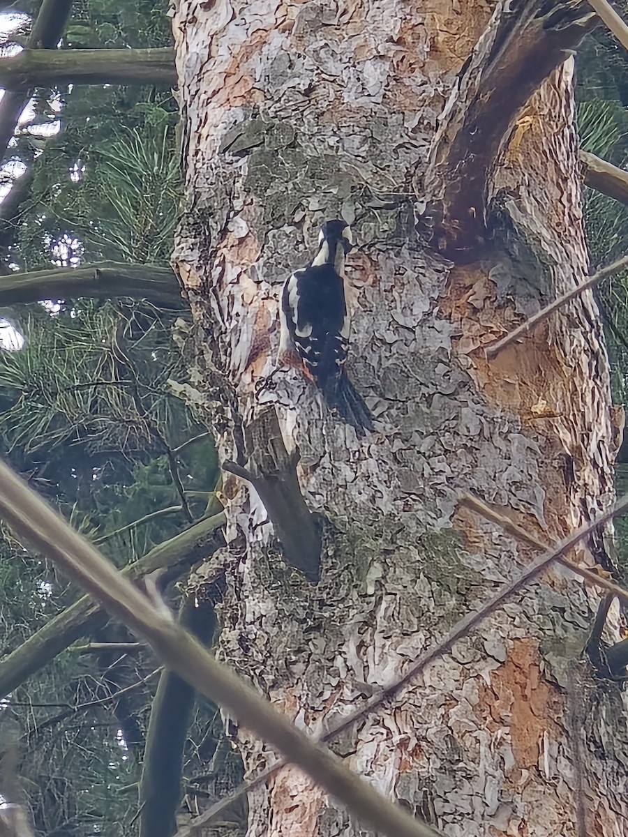 Pic épeiche - ML646506453