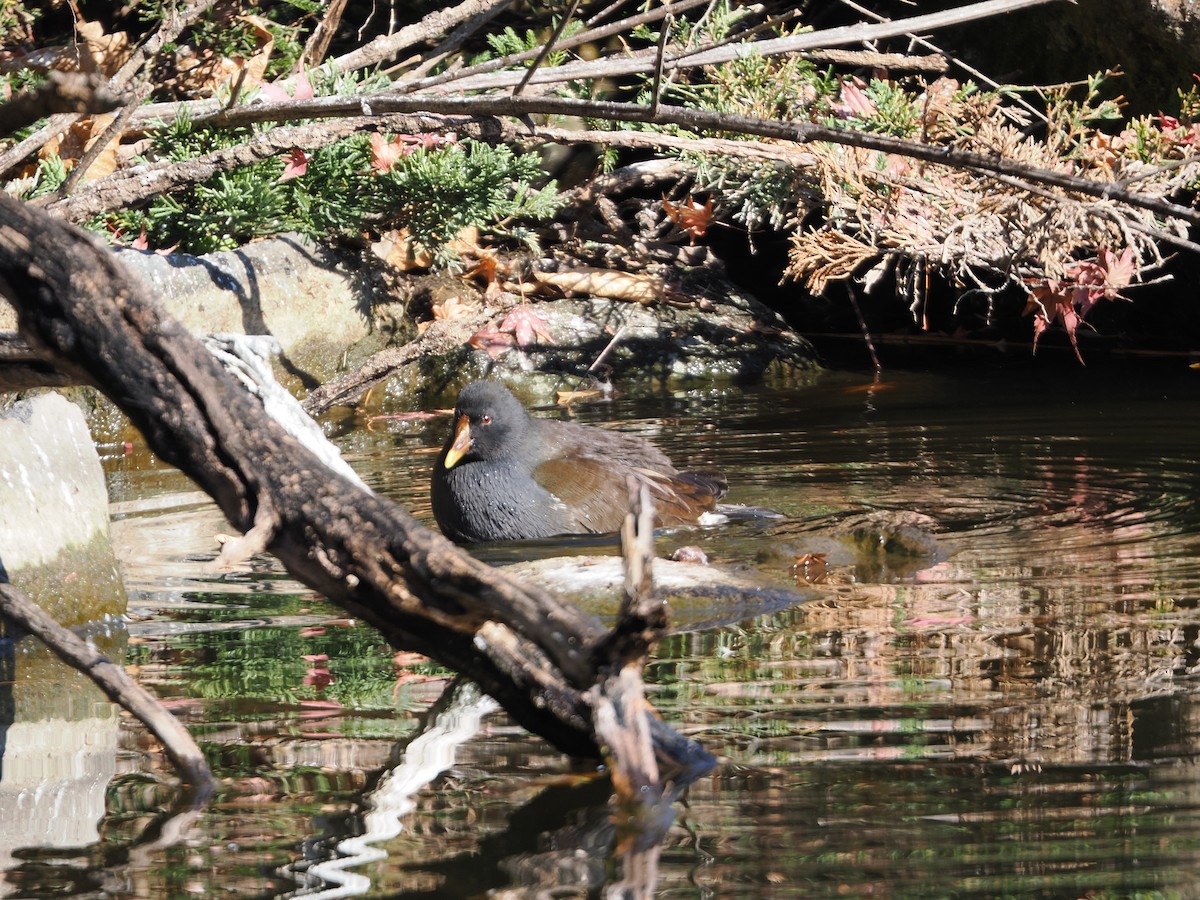 Eurasian Moorhen - ML646506456