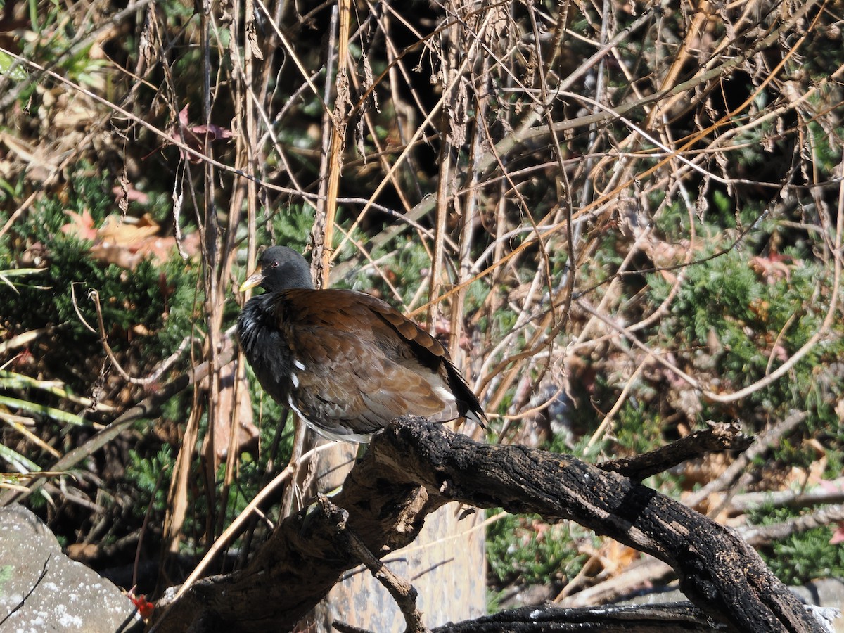 Eurasian Moorhen - ML646506457