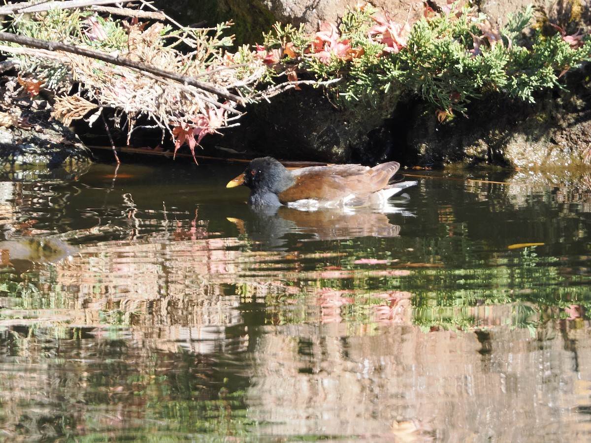 Eurasian Moorhen - ML646506458