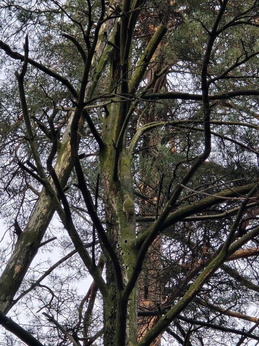 Gray-headed Woodpecker - ML646506470
