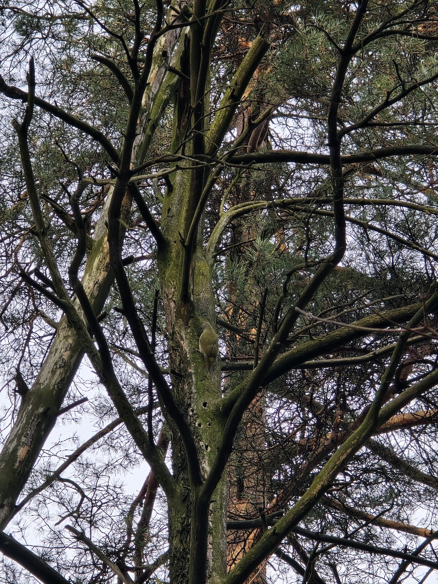 Gray-headed Woodpecker - ML646506471