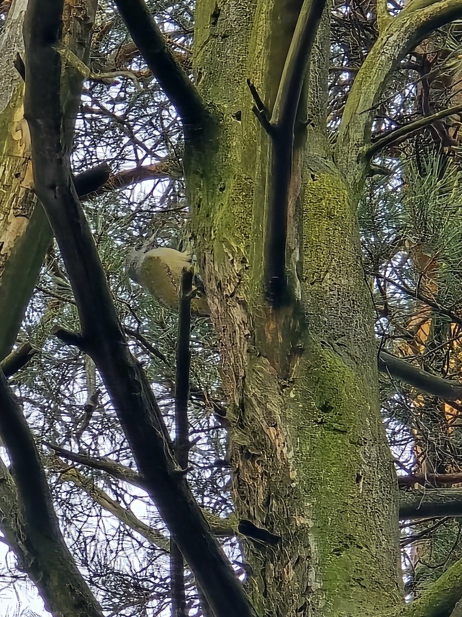 Gray-headed Woodpecker - ML646506472