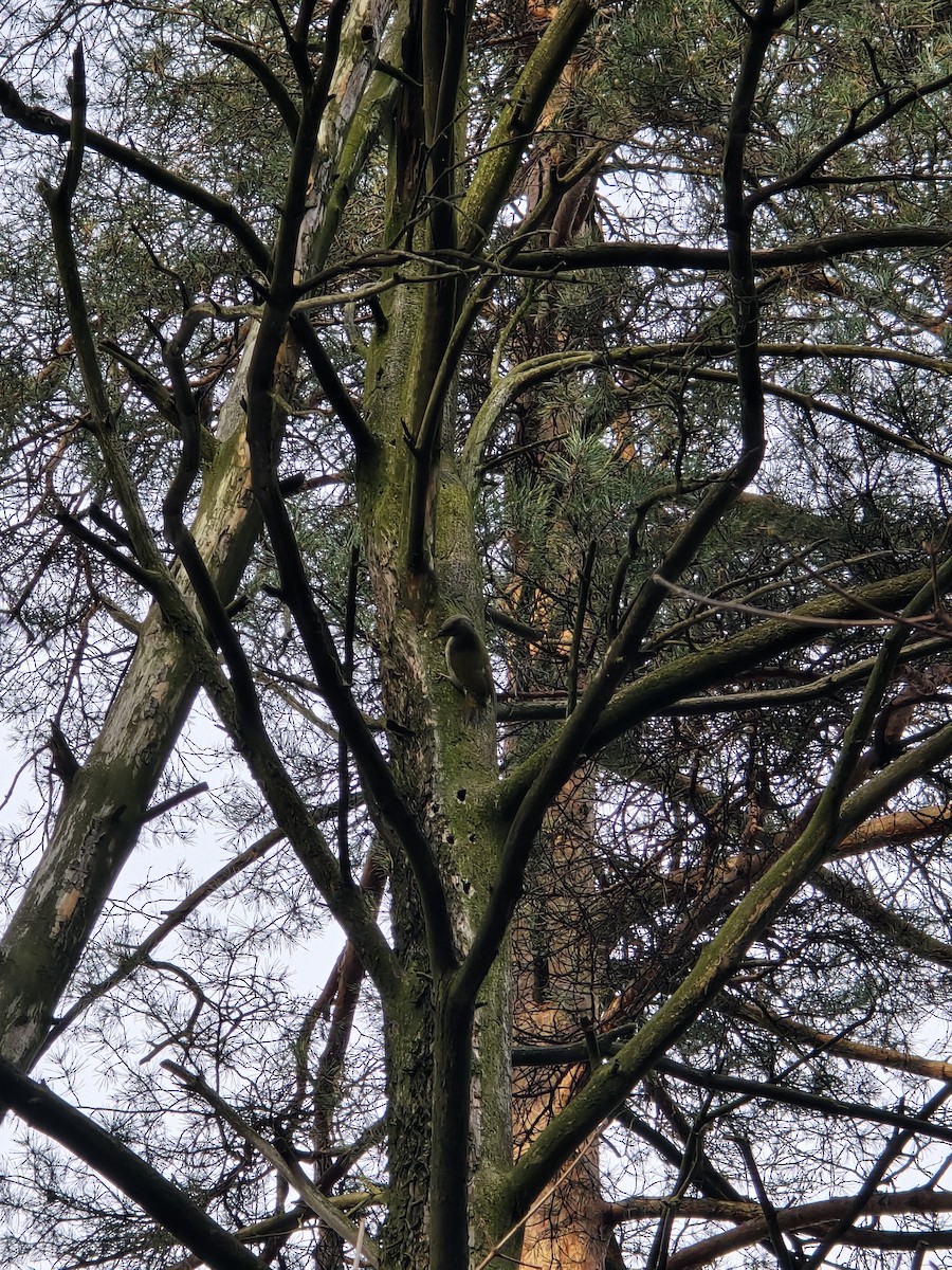 Gray-headed Woodpecker - ML646506473