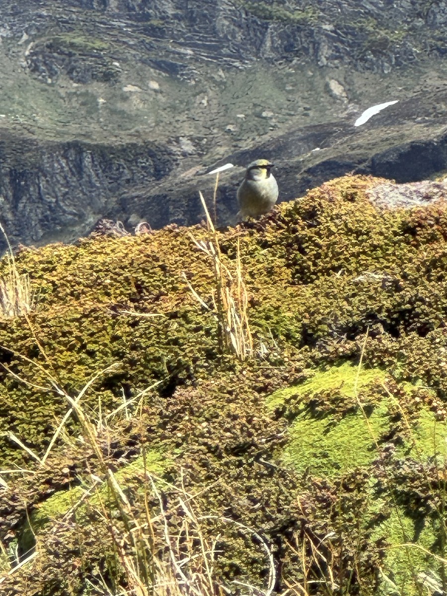 Yellow-bridled Finch - ML646506475