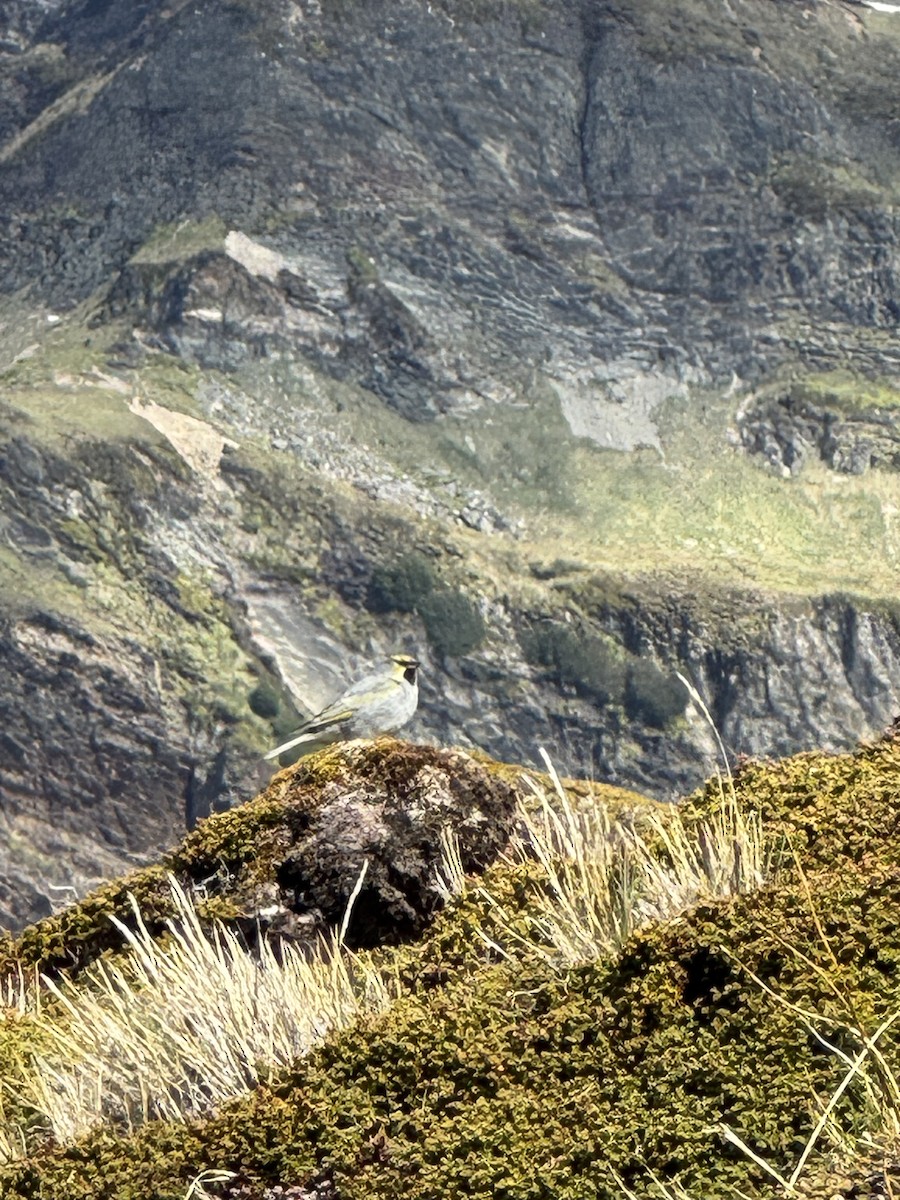 Yellow-bridled Finch - ML646506476