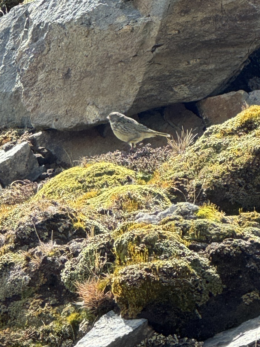Yellow-bridled Finch - ML646506477