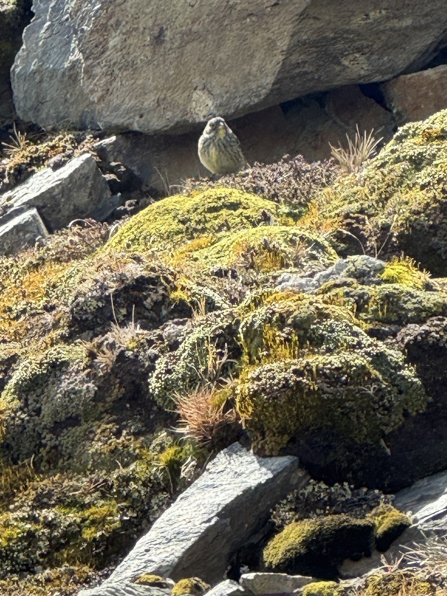 Yellow-bridled Finch - ML646506479
