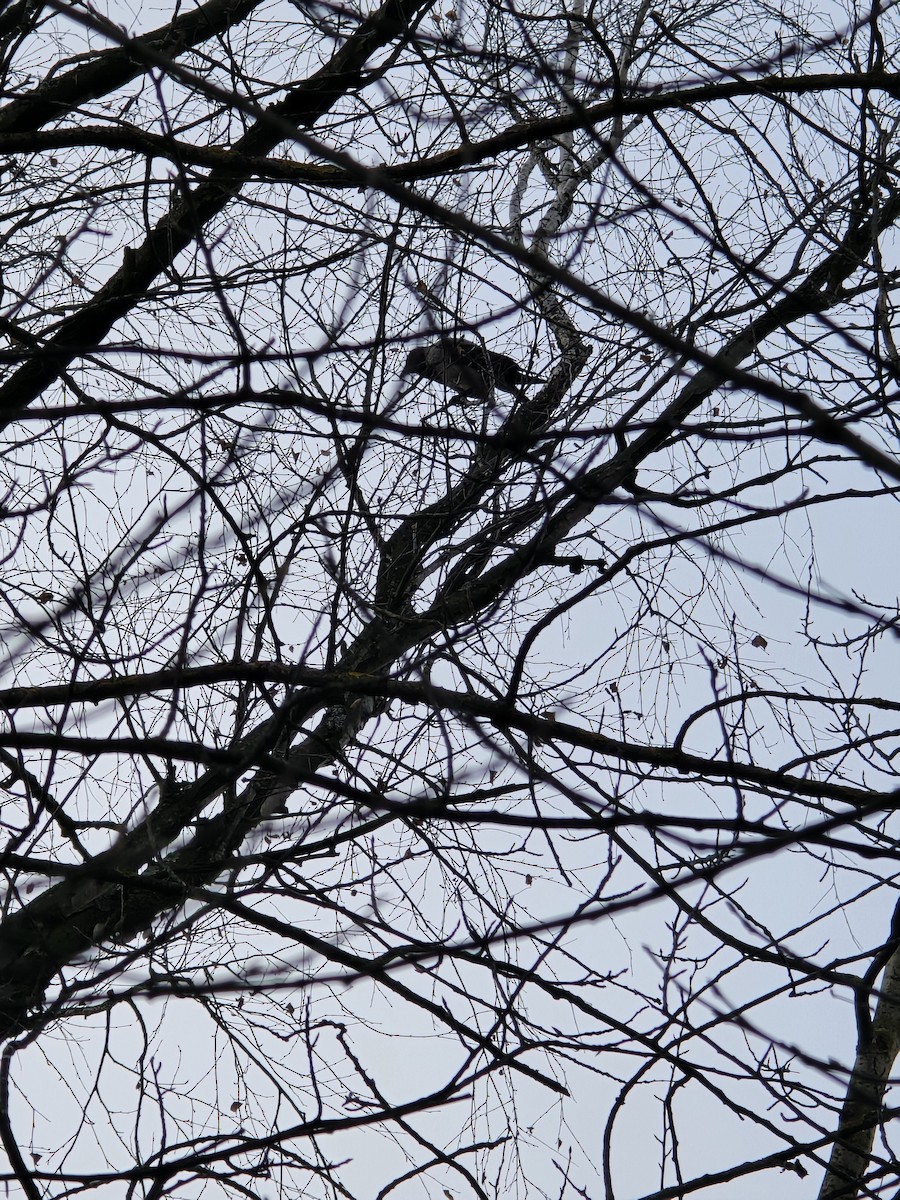 Corneille mantelée - ML646506489