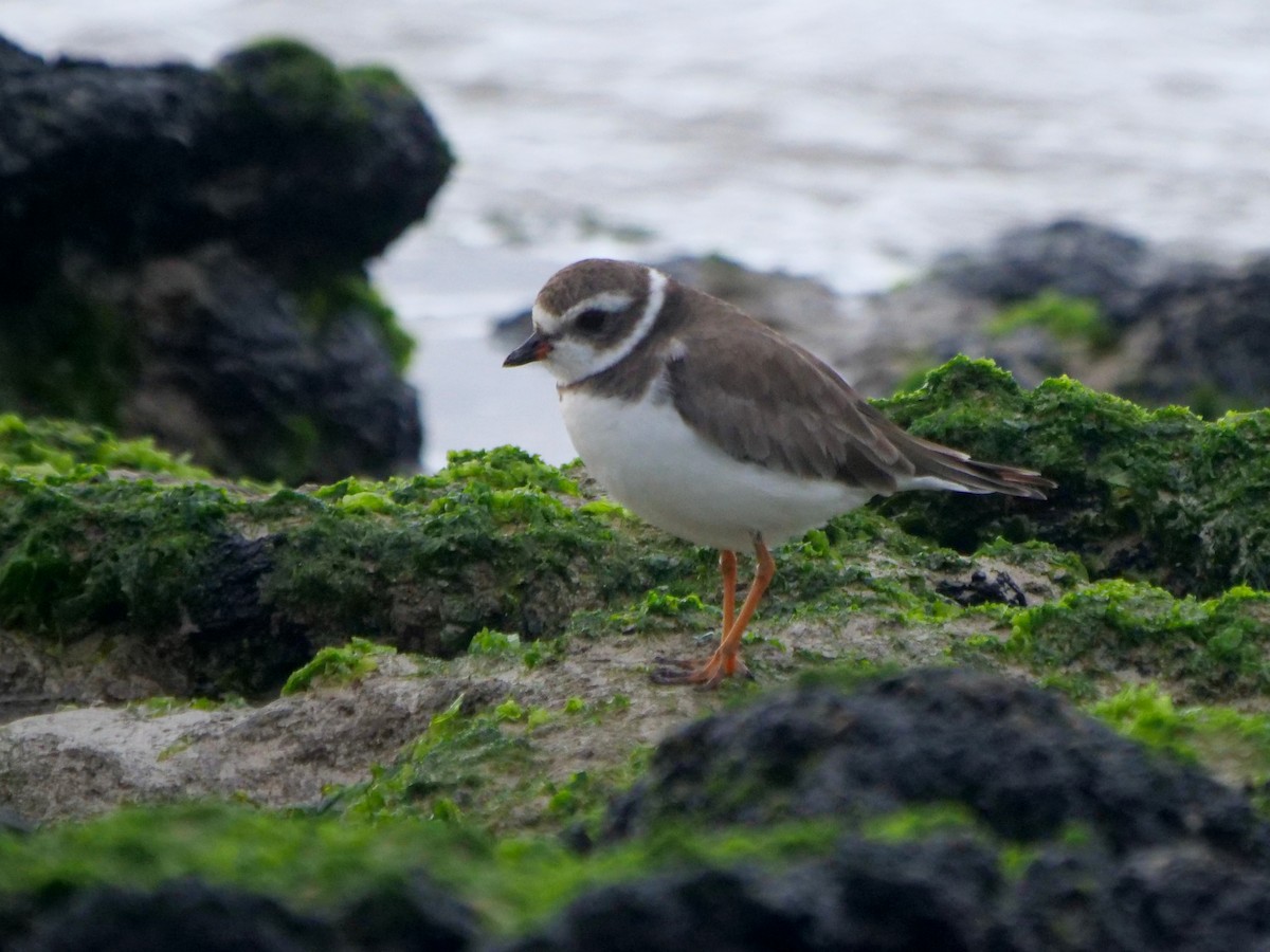 Semipalmated Plover - ML646506490