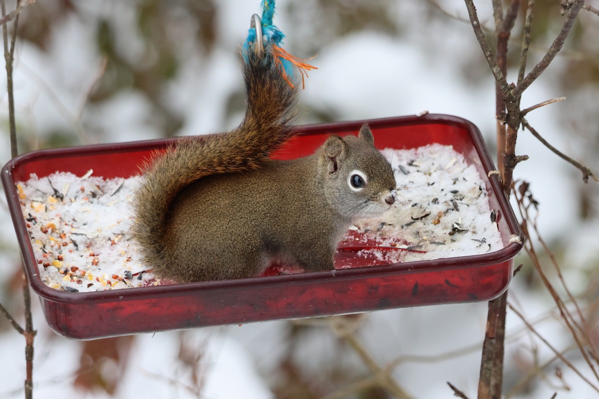 Animals - ML646506493