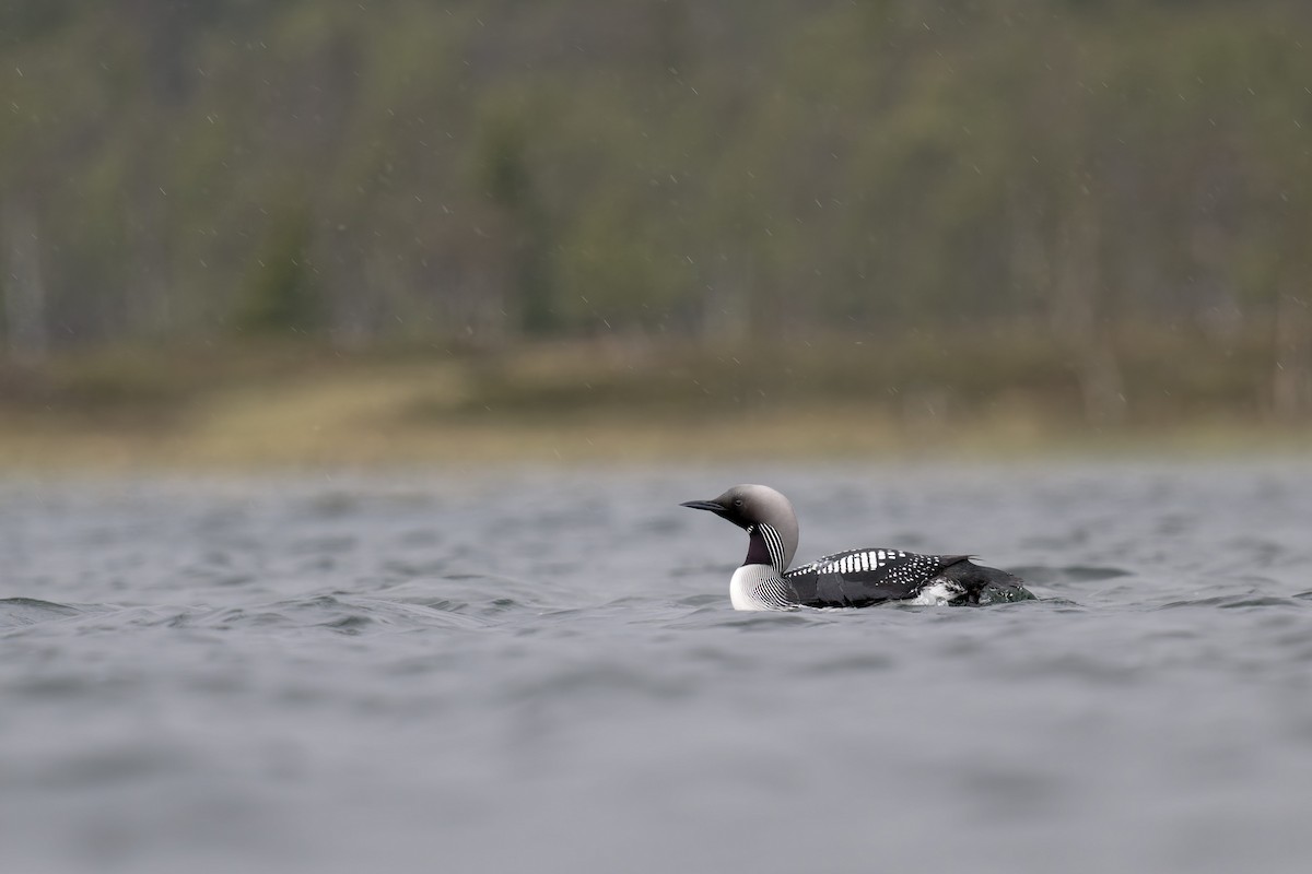 Arctic Loon - ML646506496