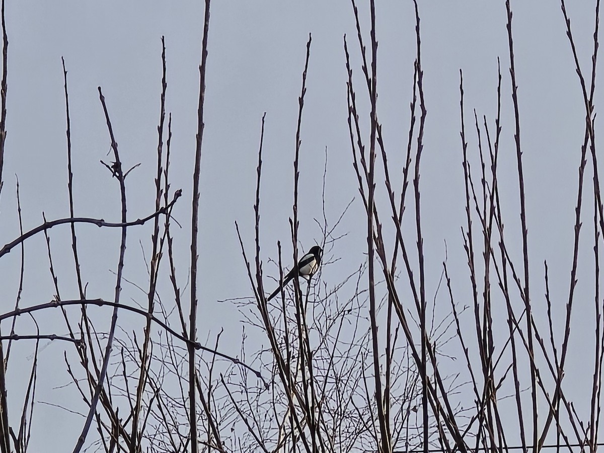 Pie bavarde - ML646506497