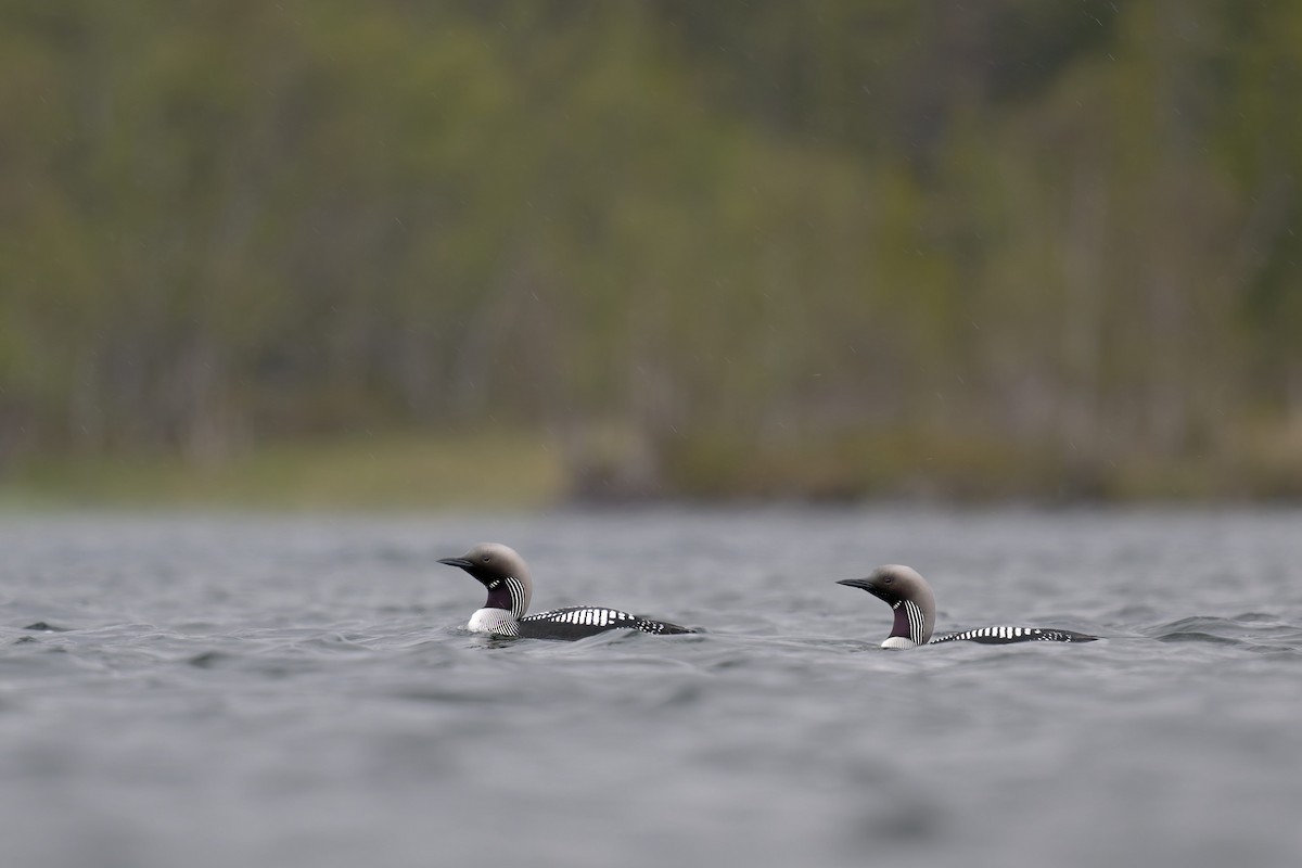 Arctic Loon - ML646506498