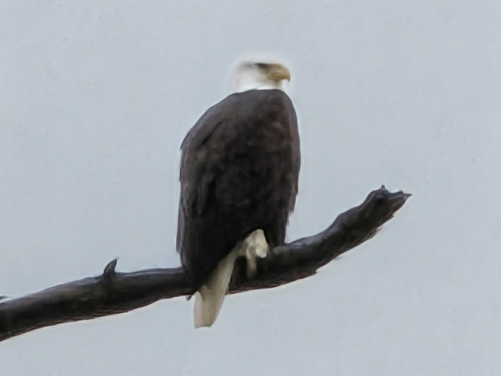 Bald Eagle - ML646506501