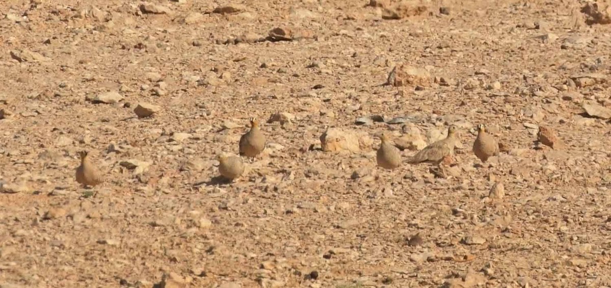 קטת כתר - ML646506505