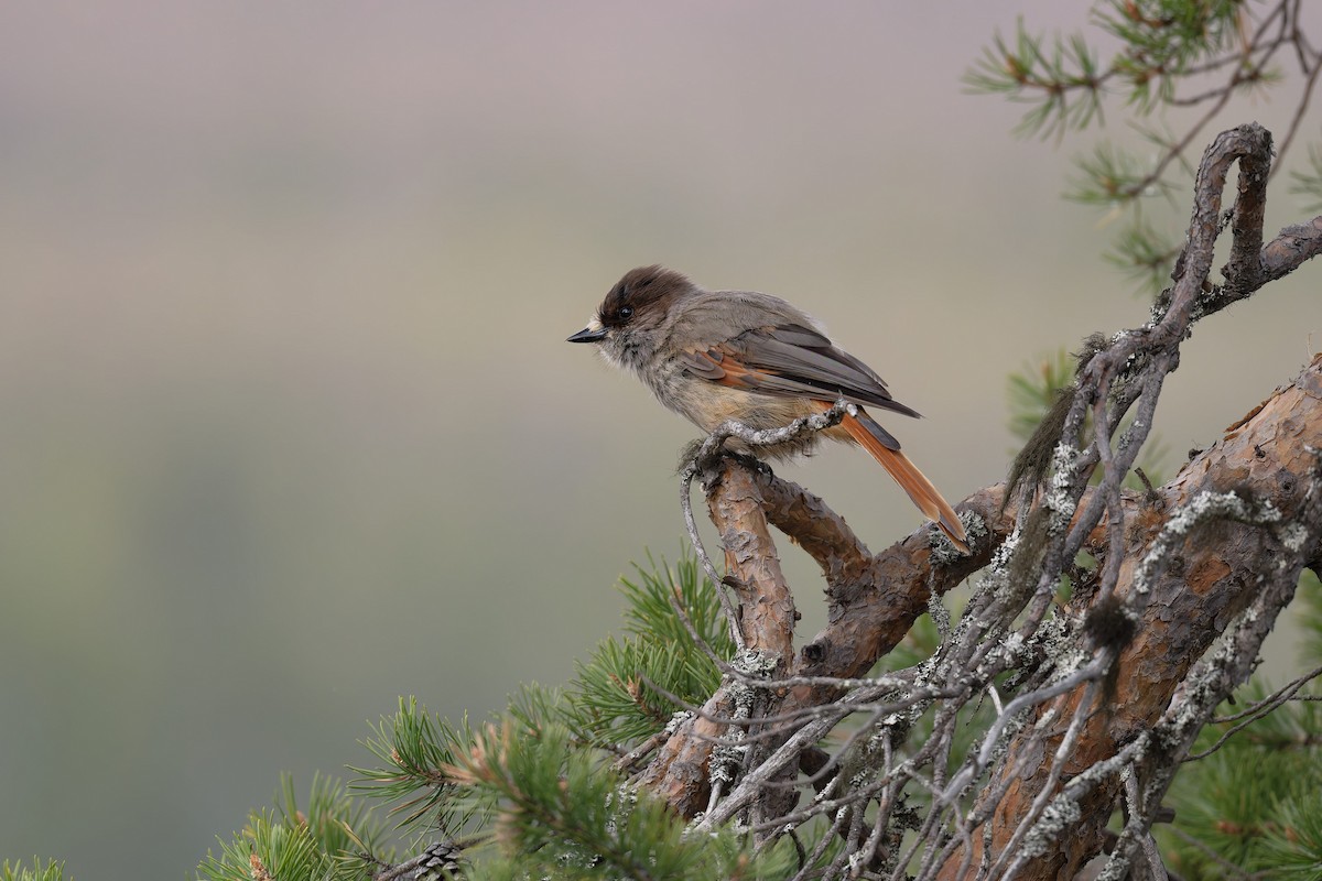 Siberian Jay - ML646506506